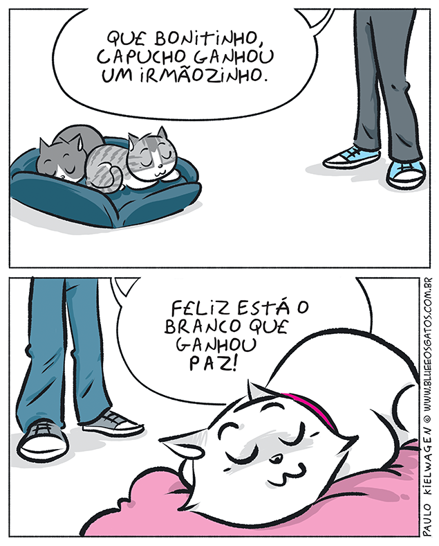 O gato capucho ganhou um irmão, o Paco. Já o Branco, ganhou paz e sossego.